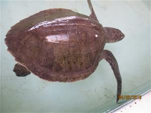 Olive ridley sea turtle 