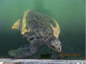 海龜移往戶外池