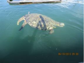 海龜移往戶外池