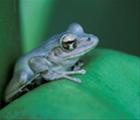 褐樹蛙 (特有種、保育類)