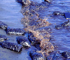 油污染對海洋生態造成極大的破壞 (吳松霖 攝影)。