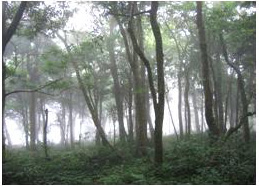東眼山的樟殼林(邱慶耀 攝影)