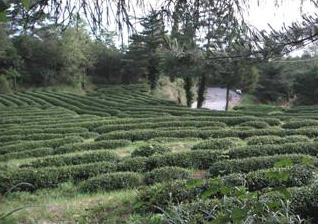 福壽山農場的有機茶園(李嘉馨 攝影)
