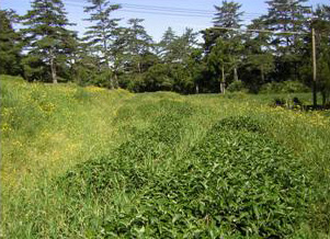 福壽山農場的有機茶園，找找看茶樹在哪裡？(陳章波 攝影)