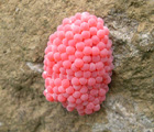福壽螺粉紅色的卵團(吳松霖攝)