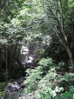 奧萬大森林遊樂區步道(邱慶耀 攝影)