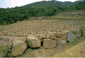 阿里山佳里村的茶園，地表裸露，易造成水土流失(賴志鵬 攝影)
