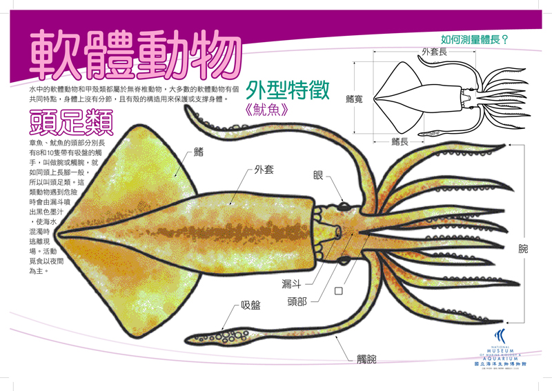 軟體動物 - 頭足魷魚