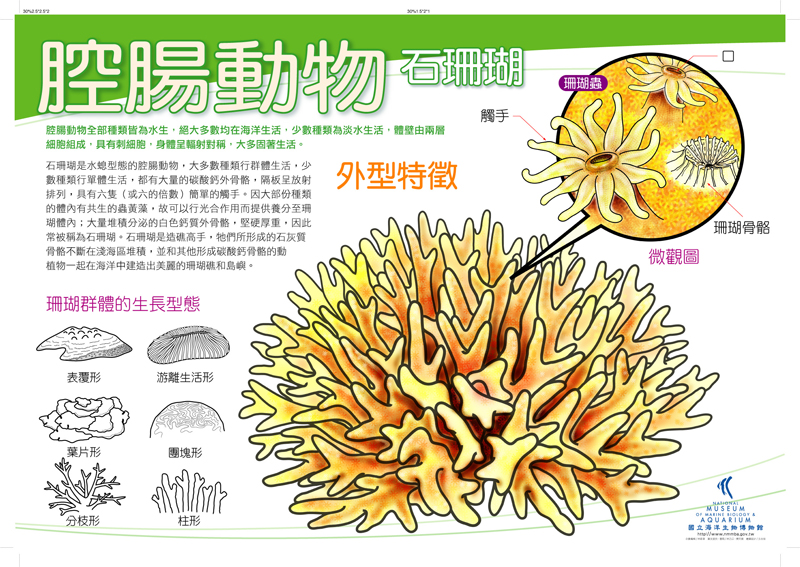 腔腸動物 - 珊瑚