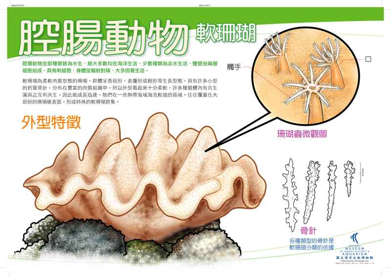 腔腸動物 - 軟珊瑚
