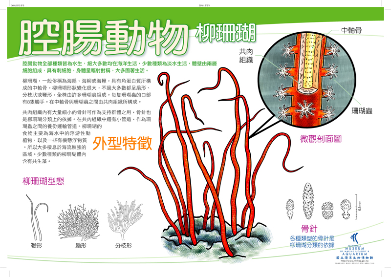 腔腸動物 - 柳珊瑚