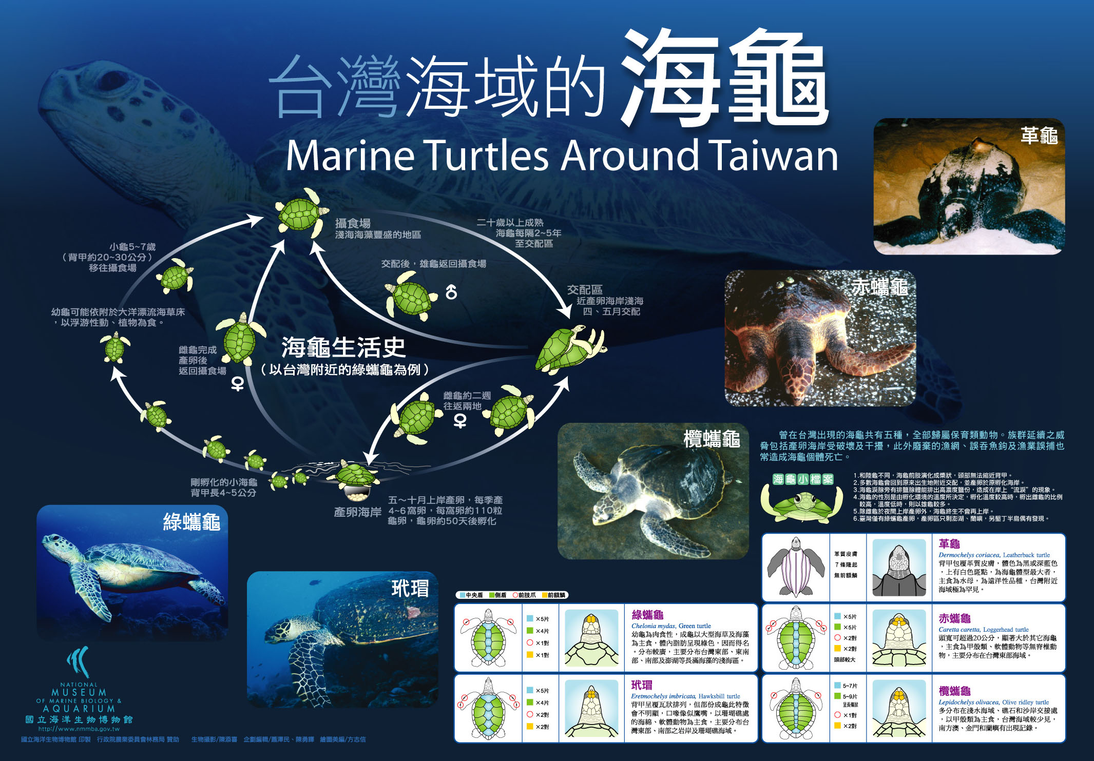 台灣海域的海龜